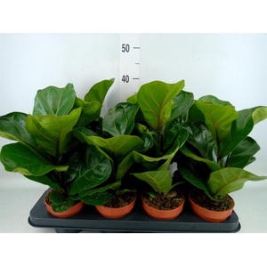 Ficus lyrata 'Bambino'