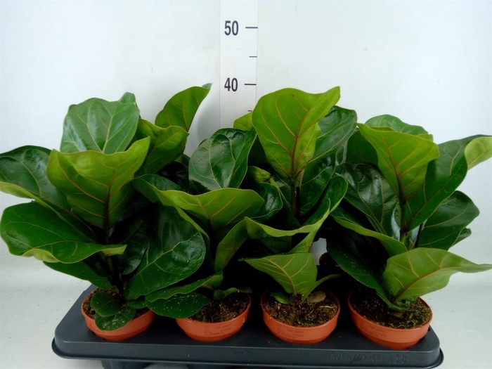 <h4>Ficus lyrata 'Bambino'</h4>