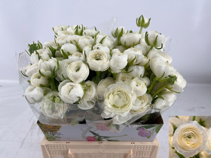 <h4>RAN AM SNOWFLAKE</h4>