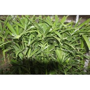 PALMEIRA RAPHIS P24