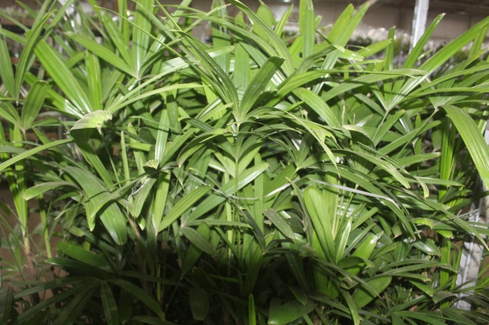 <h4>PALMEIRA RAPHIS P24</h4>