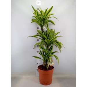 Dracaena fr de 'LemonLime'