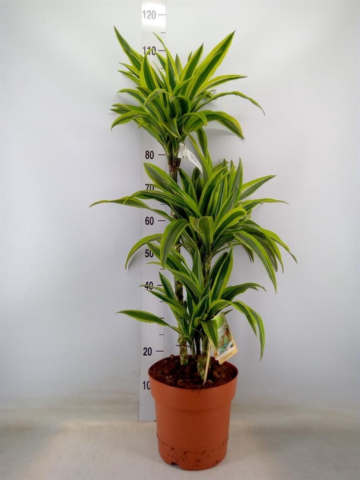 <h4>Dracaena fr de 'LemonLime'</h4>