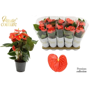 Anthurium andr. 'FC Cinemato'