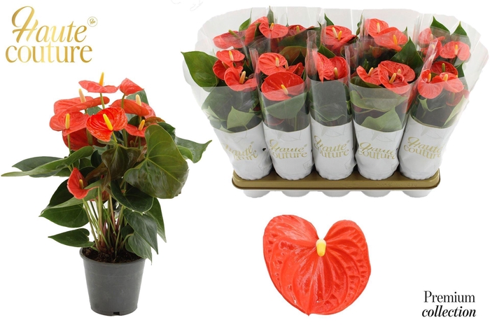 <h4>Anthurium andr. 'FC Cinemato'</h4>