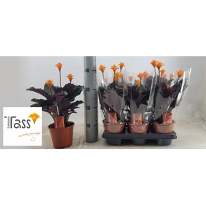 CALAT CROCATA