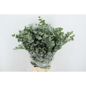 EUC CINEREA 300GR