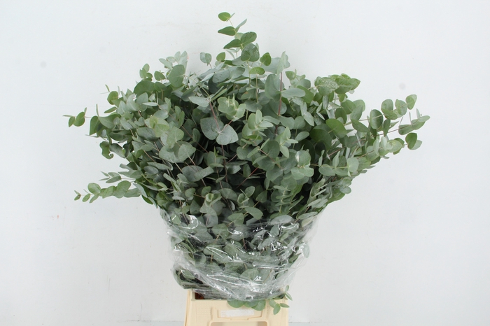 <h4>EUC CINEREA 300GR</h4>