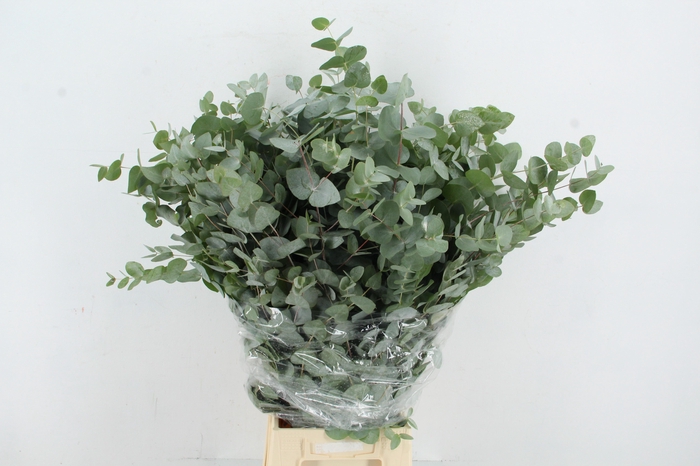 <h4>EUC CINEREA 300GR</h4>