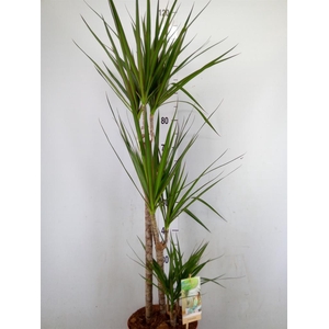 Dracaena marg.