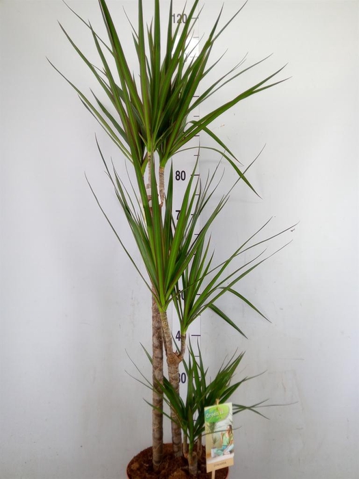 <h4>Dracaena marg.</h4>