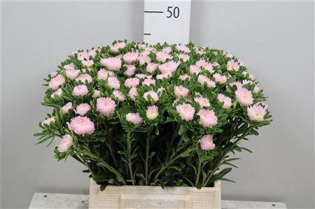 <h4>Callis Jules Pink</h4>
