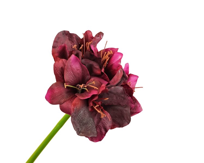 <h4>Amaryllis Bordeaux</h4>