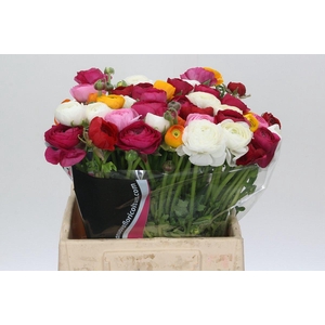 Ranunculus Charm Rainbow