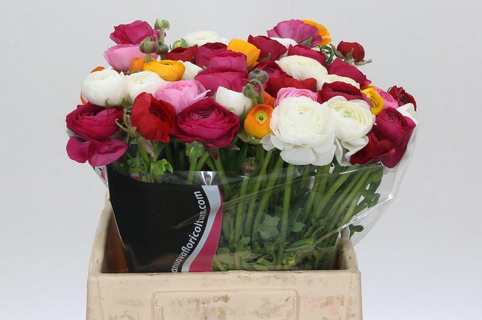 <h4>Ranunculus Charm Rainbow</h4>