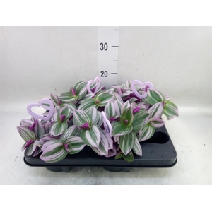 Tradescantia cerinth. 'Nanouk'
