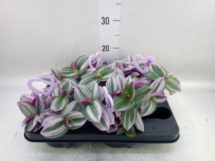 <h4>Tradescantia cerinth. 'Nanouk'</h4>
