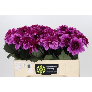 Dahlia Melissa Anne Marijke