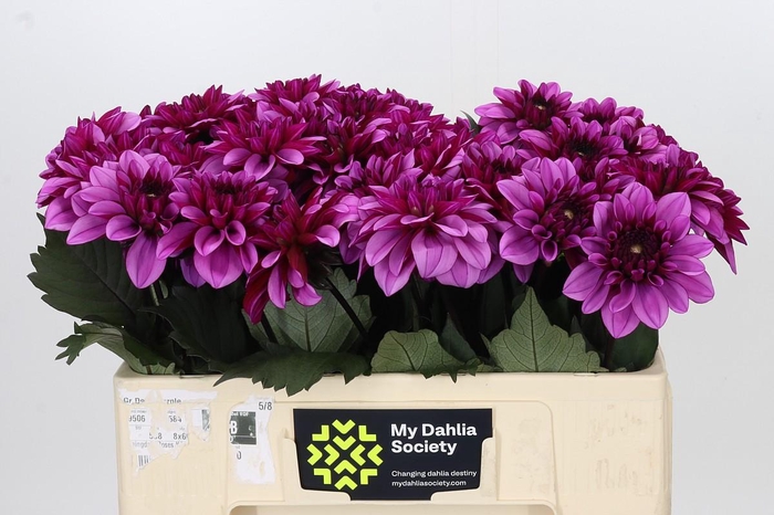 Dahlia Melissa Anne Marijke