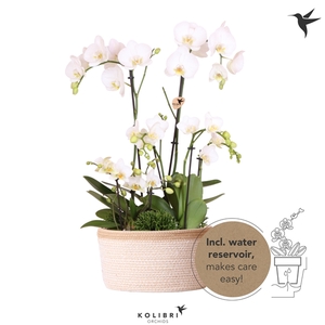 Kolibri Orchids Field white in Basket white with wateringsystem