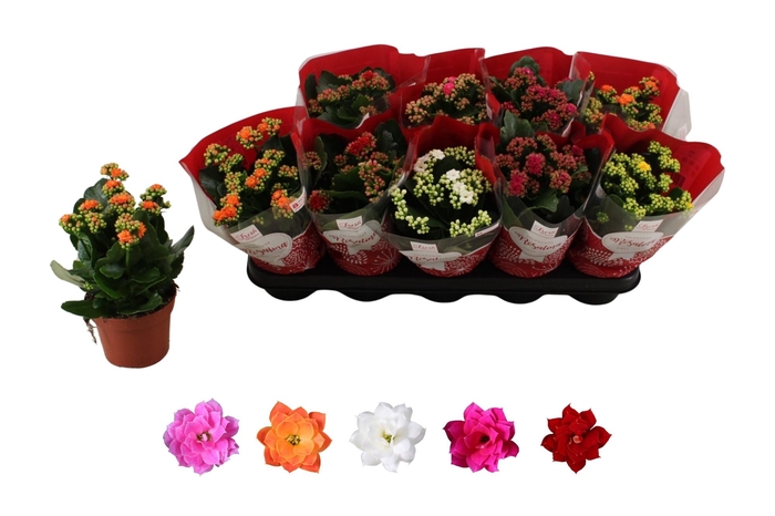 <h4>KAL GE RO GEM 5 KL</h4>