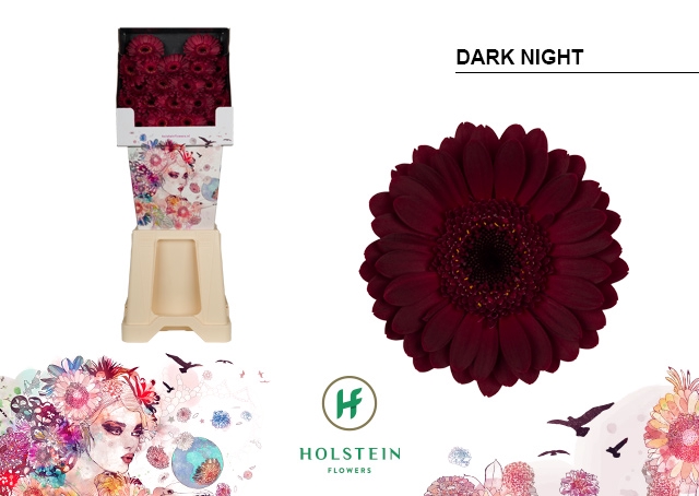 <h4>GE MI Dark Night diamond x80</h4>