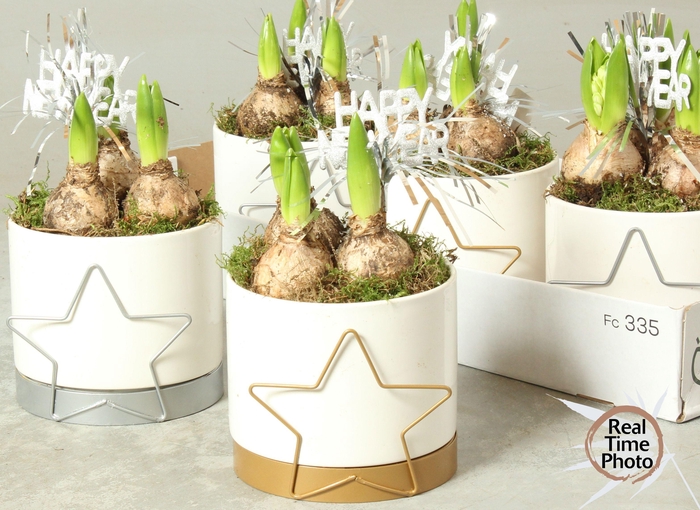 <h4>ARR HYACINTH</h4>