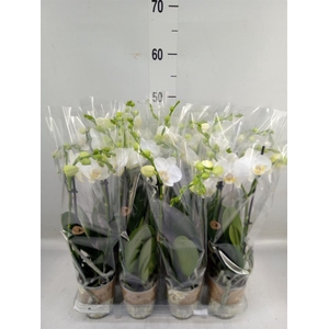 Phalaenopsis multi.   ...white
