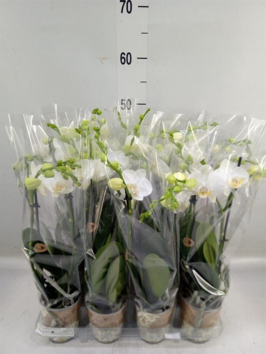 <h4>Phalaenopsis multi.   ...white</h4>