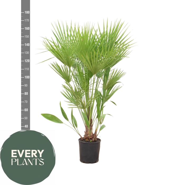 <h4>CHAM HUMILIS</h4>