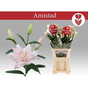 LI OR DU AMISTAD