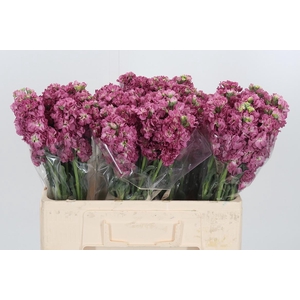 Matthiola Incana D Roze