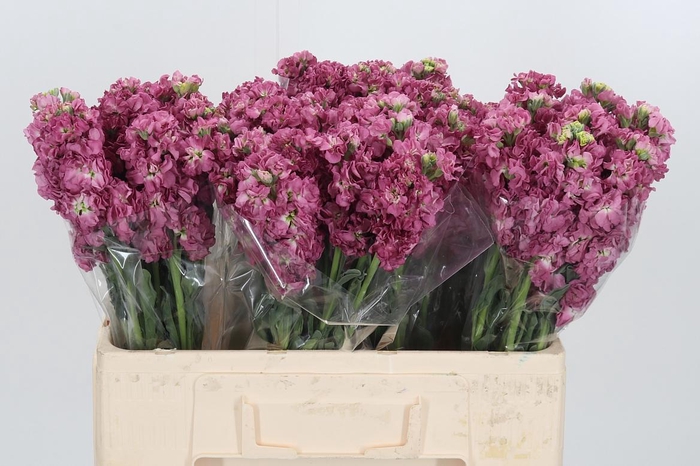 <h4>Matthiola Incana D Roze</h4>