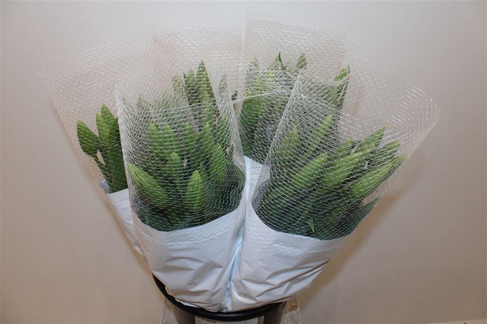 <h4>Tu Fr En Maureen</h4>