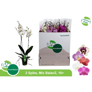 PHAL GEM