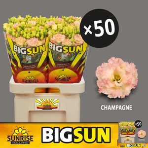 EUS G ALISSA CHAMPAG