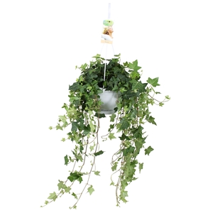 Hedera helix Pitsburg - hang/XXL