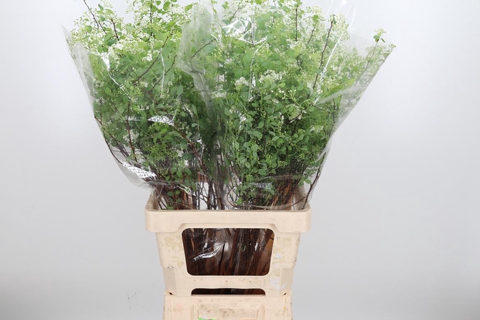 <h4>Spiraea Snowmoun</h4>