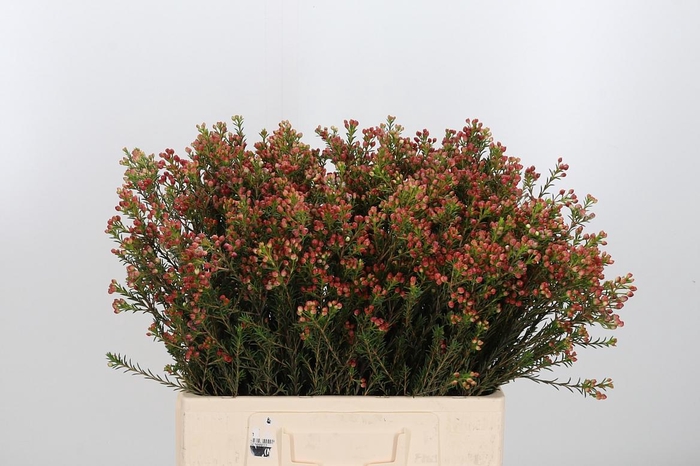 <h4>Chame Adi Bes</h4>