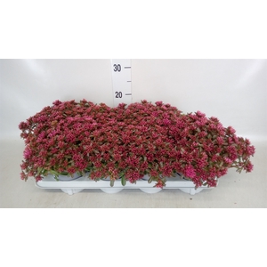 Sedum spurium 'Spot on deep Rose'