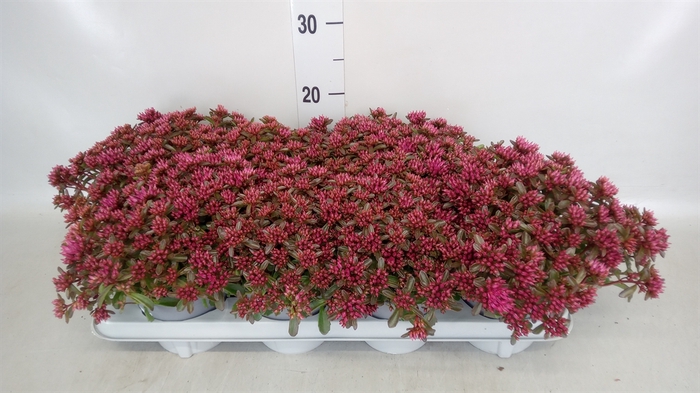 <h4>Sedum spurium 'Spot on deep Rose'</h4>