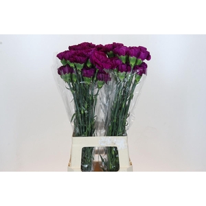 Dianthus St Yukari Violet