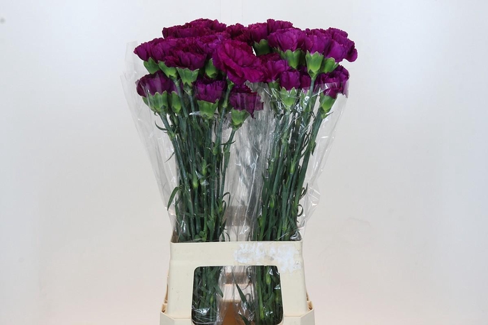 <h4>Dianthus St Yukari Violet</h4>