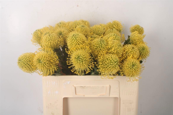 <h4>LEUCO CO HIGH GOLD</h4>