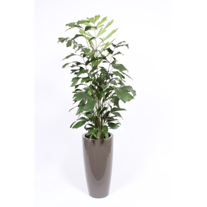 Caryota mitis in Santorini pot 