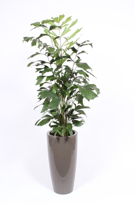 <h4>Caryota mitis in Santorini pot "taupe"</h4>