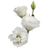 LISIANTHUS ECHO PURE WHITE 060 CM MIN 500 GRAMAS BRANCO