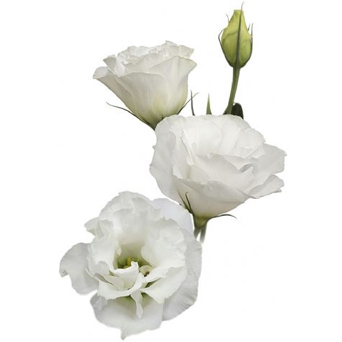 <h4>LISIANTHUS ECHO PURE WHITE 060 CM MIN 500 GRAMAS BRANCO</h4>