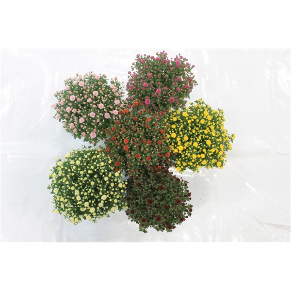 <h4>Bolchrysant mixbak pot 15 cm</h4>