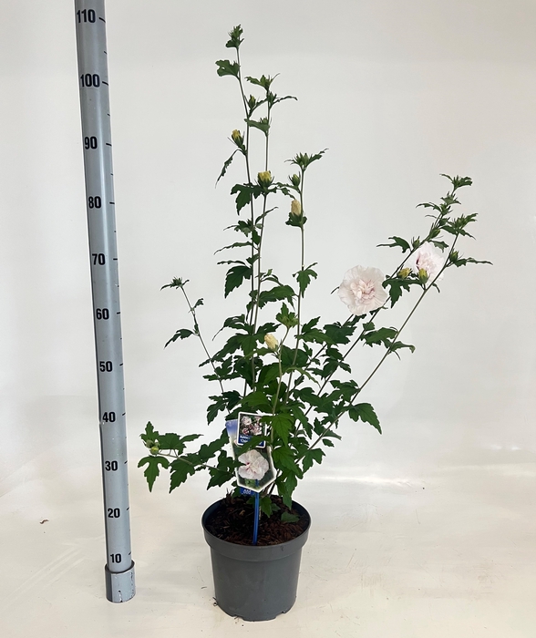 <h4>HIBISCUS SYRIACUS</h4>